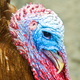 Illustration for article titled You Don't Know Turkey About Wild Turkeys